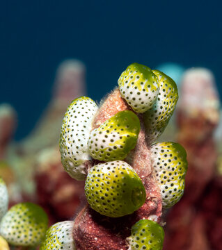Robust sea squirts in a shallow reef Boracay Island Philippines