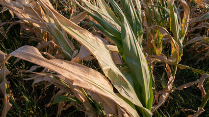 Wilted corn leaves in golden sunlight, echoing Harvest Moon Festival and nature's whispered lullaby of autumn's rest