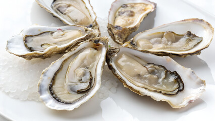 raw oysters on ice