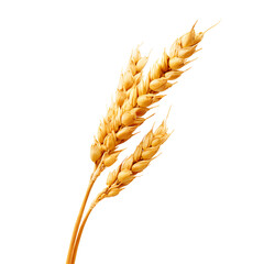 wheat ears isolated on white background