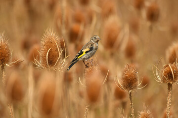 jilgueros entre los cardos en otoño