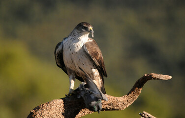 aguila perdiceraen extremadura