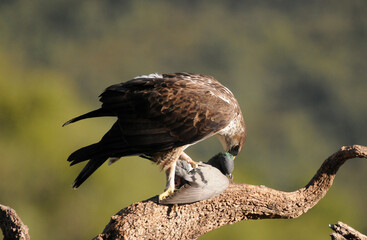 aguila perdiceraen extremadura