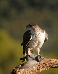 aguila perdiceraen extremadura