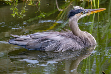 Great blue heron (Ardea herodias) swimming in a pond in Sweetwater Wetlands Park in Gainesville, Florida