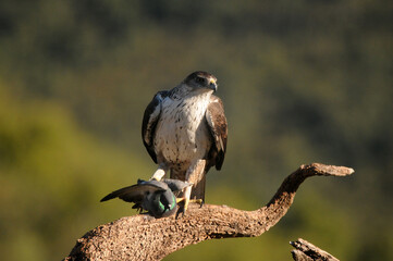 aguila perdiceraen extremadura