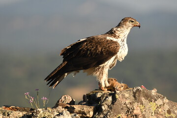 aguila perdiceraen extremadura