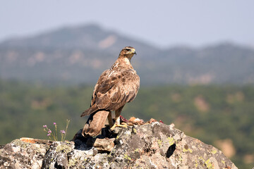 aguila perdiceraen extremadura