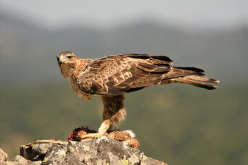aguila perdiceraen extremadura