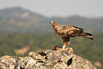 aguila perdicera en la sierra