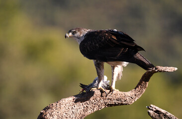 aguila perdicera en la sierra