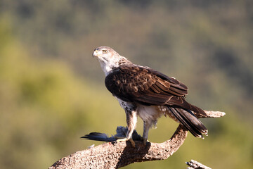aguila perdicera en la sierra