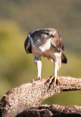 aguila perdicera en la sierra