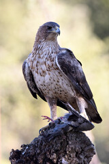 aguila perdicera en la sierra