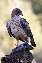 aguila perdicera en la sierra