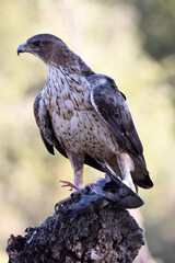 aguila perdicera en la sierra