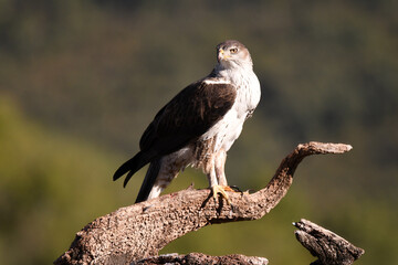 aguila perdicera en la sierra