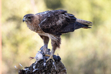 aguila perdicera en la sierra