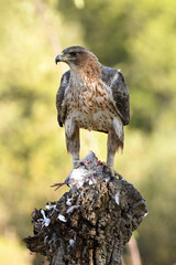 aguila perdicera en la sierra