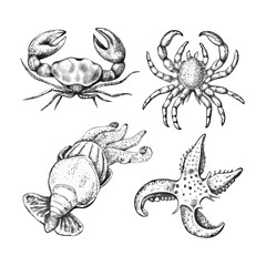 Monochrome Ink Sketch Set of Marine Life for Packaging and Editorial Design