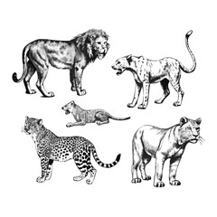 Monochrome Engraved Wildlife Set of Feline Predators for Editorial Design