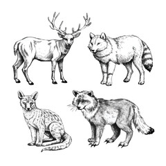 Monochrome Engraved Wildlife Set for Branding and Editorial Design