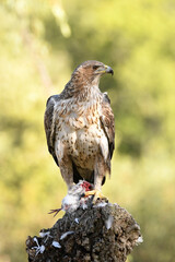 aguila perdicera en la sierra