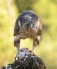 el aguila perdicera