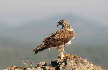 el aguila perdicera