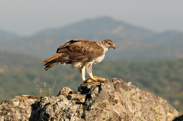 el aguila perdicera