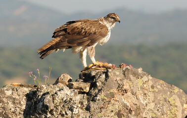 aguila perdicera en la sierra