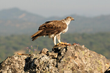 aguila perdicera en la sierra