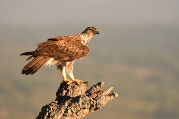 aguila perdicera en la sierra