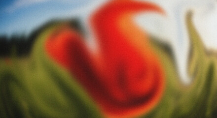 Close up of a vibrant red tulip flower with green leaves in soft focus