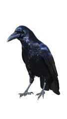 Obraz premium Raven portrait (1)