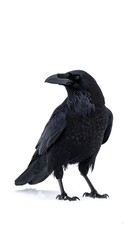 Fototapeta premium Raven portrait