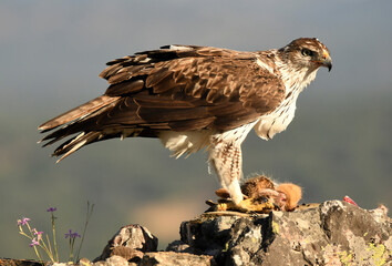aguila perdicera en la sierra