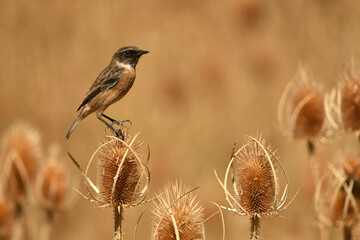 tarabilla entre los cardos en otoño