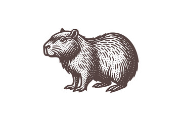 Capybara engraving style hand drawn black and white vector illustration