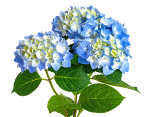 Close-up of vibrant blue and white hydrangea blossoms with green leaves