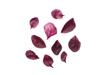Fresh beet greens isolated on transparent background. Beetroot with leaves isolated on white background.