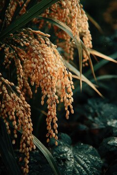 Close-up of pale gold rice plants