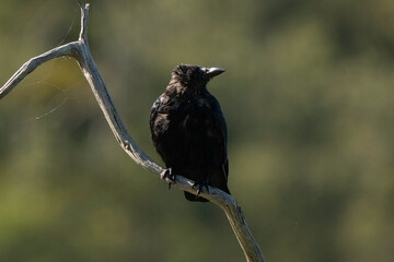 Corneille noire,Corvus corone, Carrion Crow