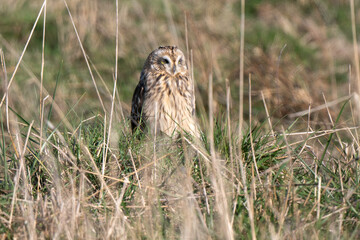 Hibou des marais, Hibou brachyote, Asio flammeus, Short eared Owl, region Pays de Loire; marais Breton; 85, Vendée, Loire Atlantique, France