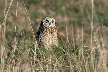 Hibou des marais, Hibou brachyote, Asio flammeus, Short eared Owl, region Pays de Loire; marais Breton; 85, Vendée, Loire Atlantique, France