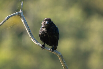 Corneille noire,Corvus corone, Carrion Crow