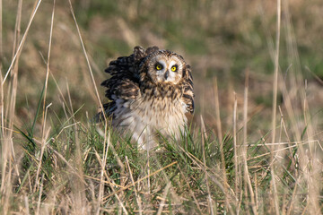 Hibou des marais, Hibou brachyote, Asio flammeus, Short eared Owl, region Pays de Loire; marais Breton; 85, Vendée, Loire Atlantique, France