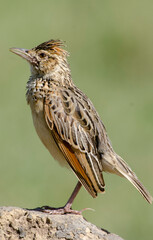 Alouette polyglotte, Mirafra hypermetra, Red winged Lark