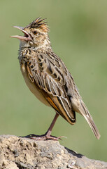 Alouette polyglotte, Mirafra hypermetra, Red winged Lark