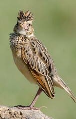 Alouette polyglotte, Mirafra hypermetra, Red winged Lark